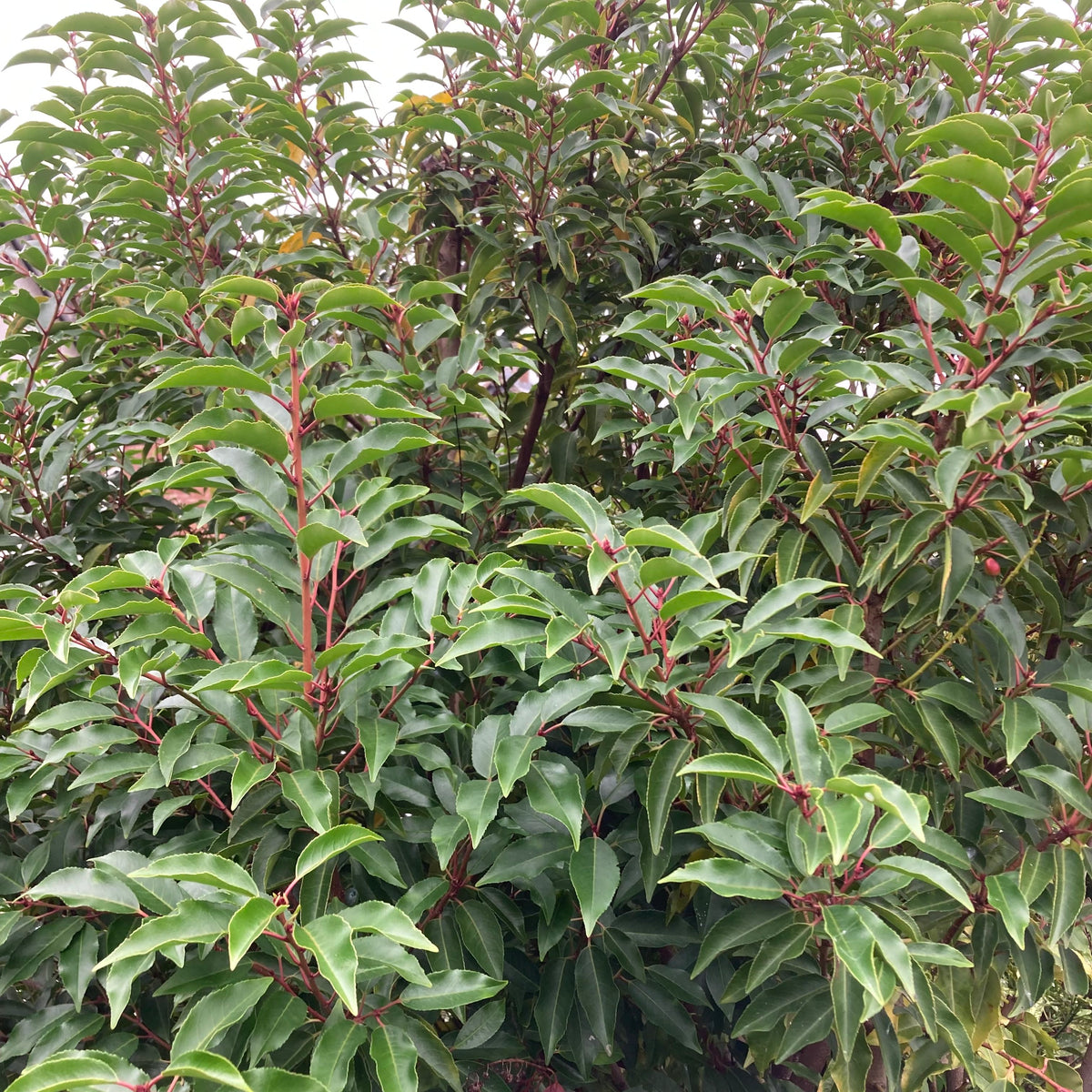 Portugese Laurel (prunus lusitanica)