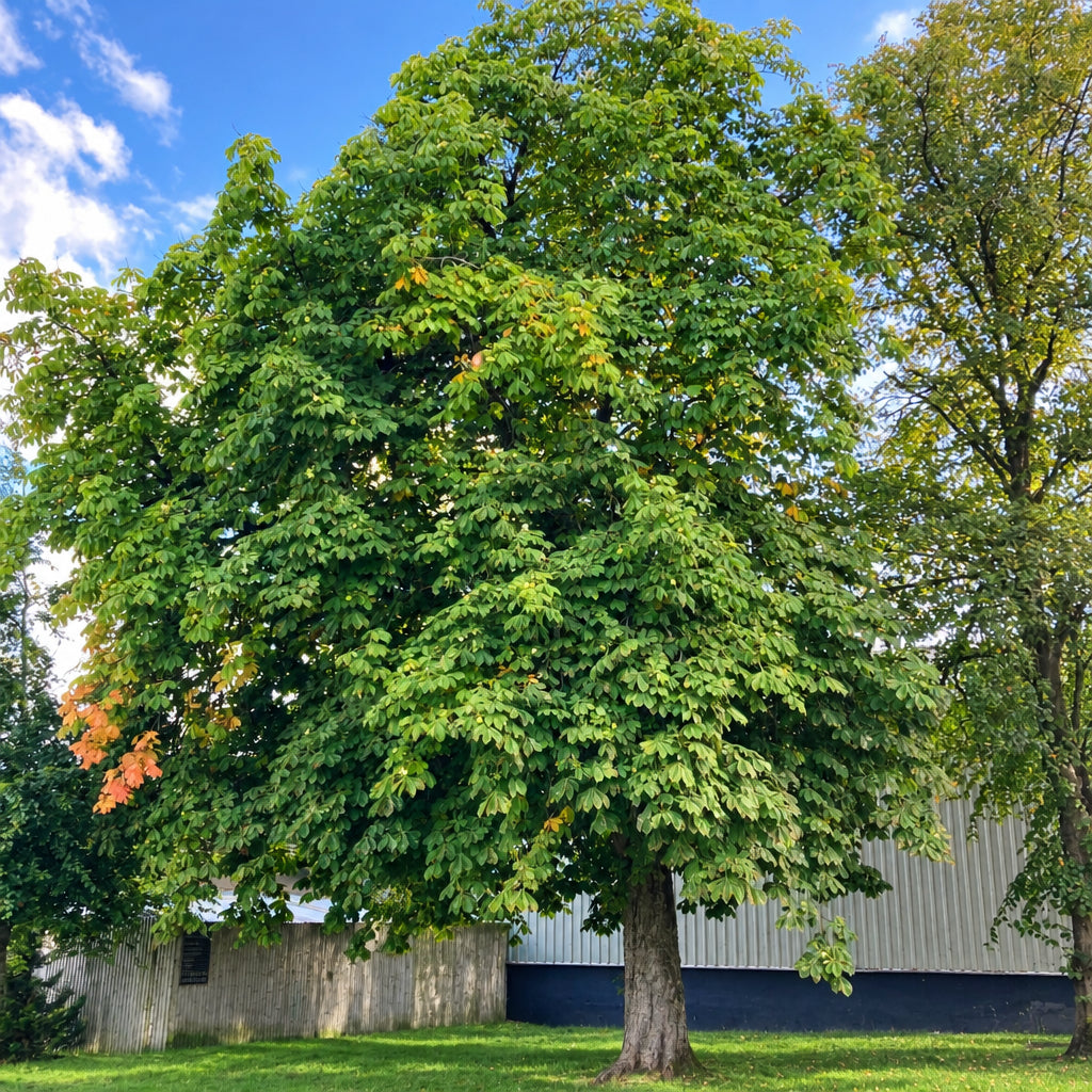 Horse Chestnut (aesculus hippocastanum)