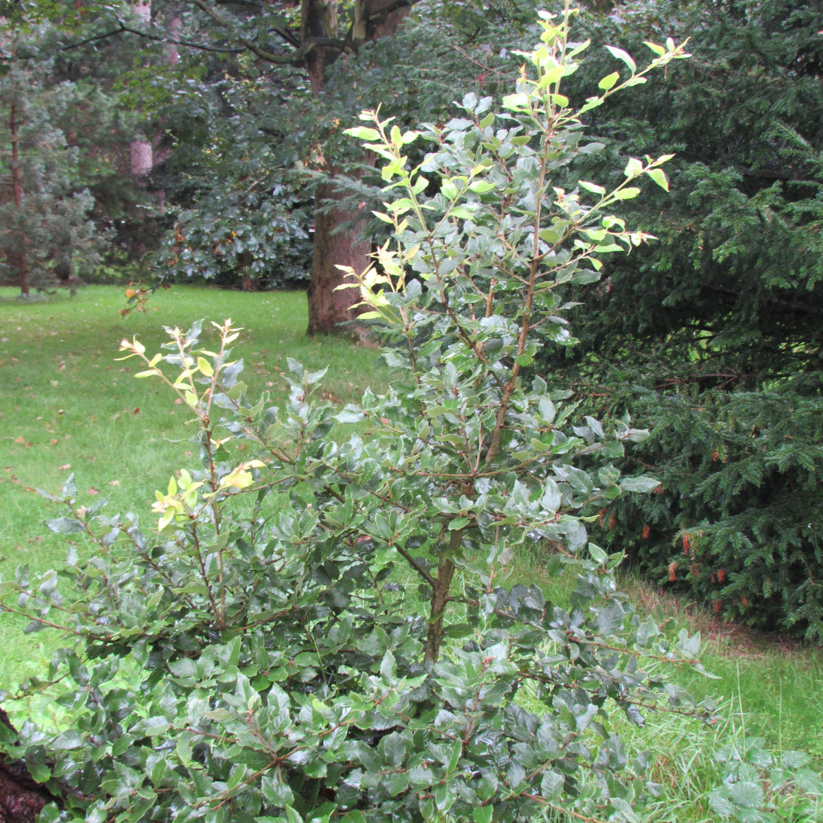 Holm Oak (quercus ilex)