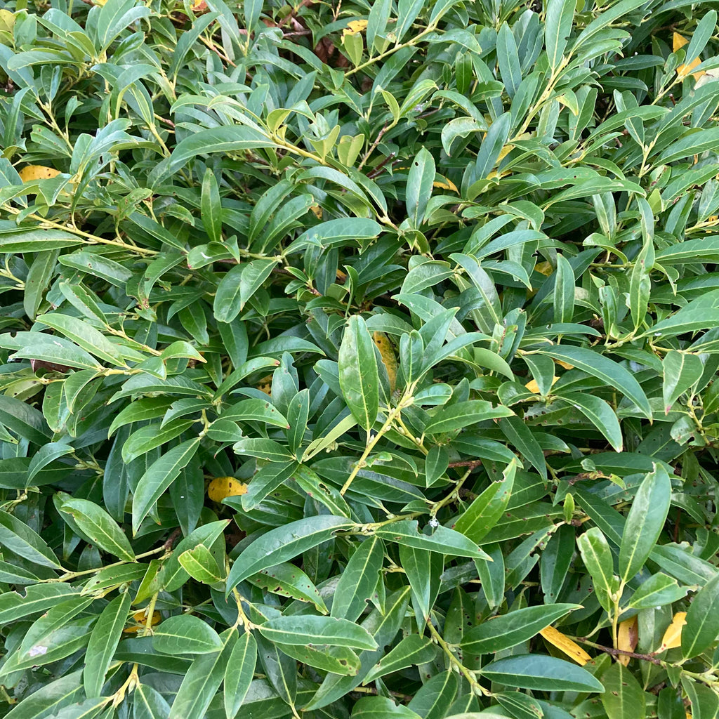 Dwarf Cherry Laurel (prunus laurocerasus 'Otto Luyken')