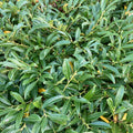 Dwarf Cherry Laurel (prunus laurocerasus 'Otto Luyken')