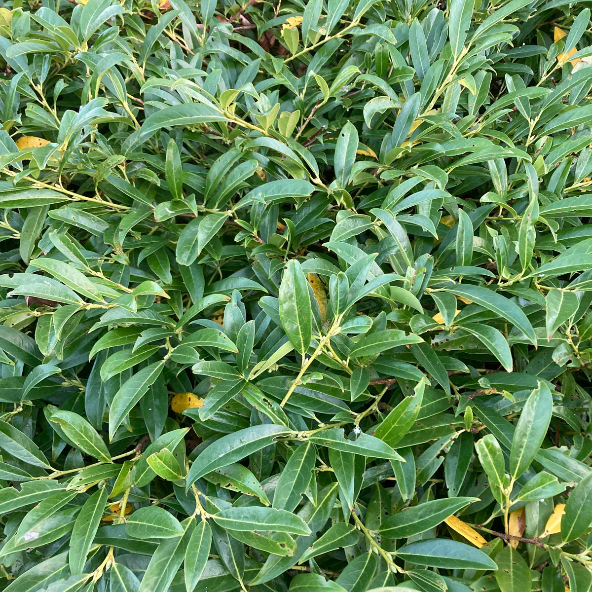 Dwarf Cherry Laurel (prunus laurocerasus 'Otto Luyken')