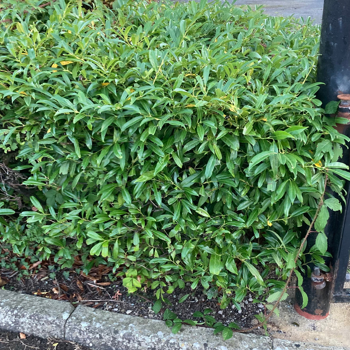 Dwarf Cherry Laurel (prunus laurocerasus 'Otto Luyken')