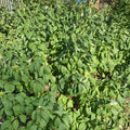 Golden Twig Dogwood (cornus stolonifera 'Flaviramea')