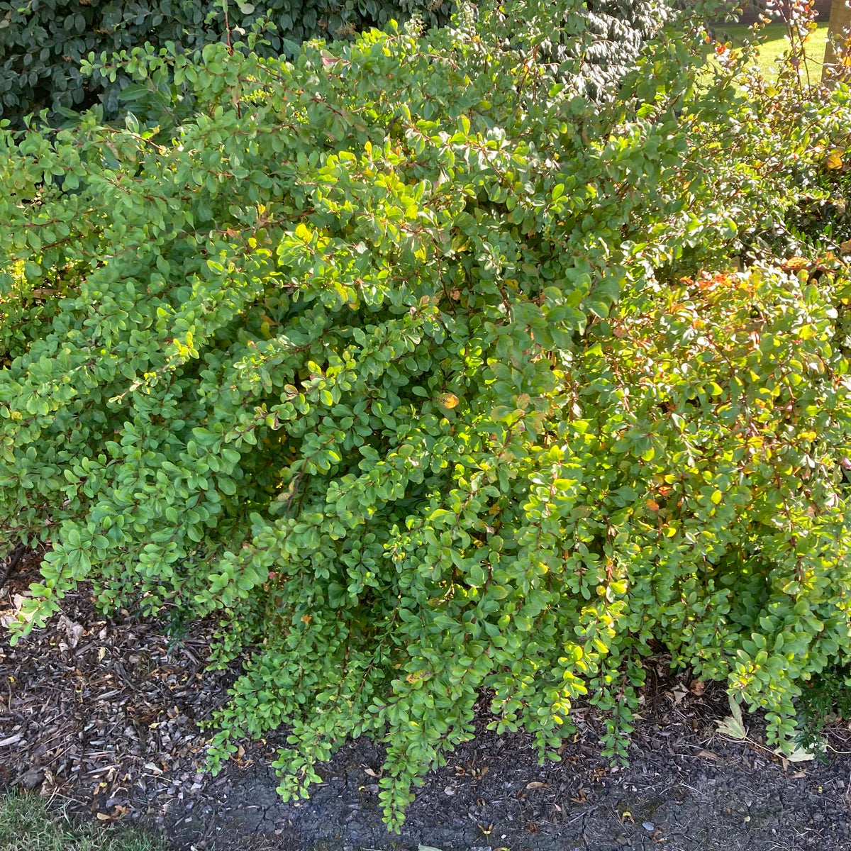 Green Berberis (berberis thunbergii)