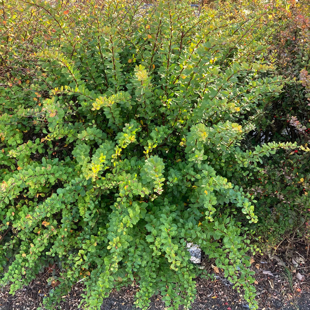 Green Berberis (berberis thunbergii)