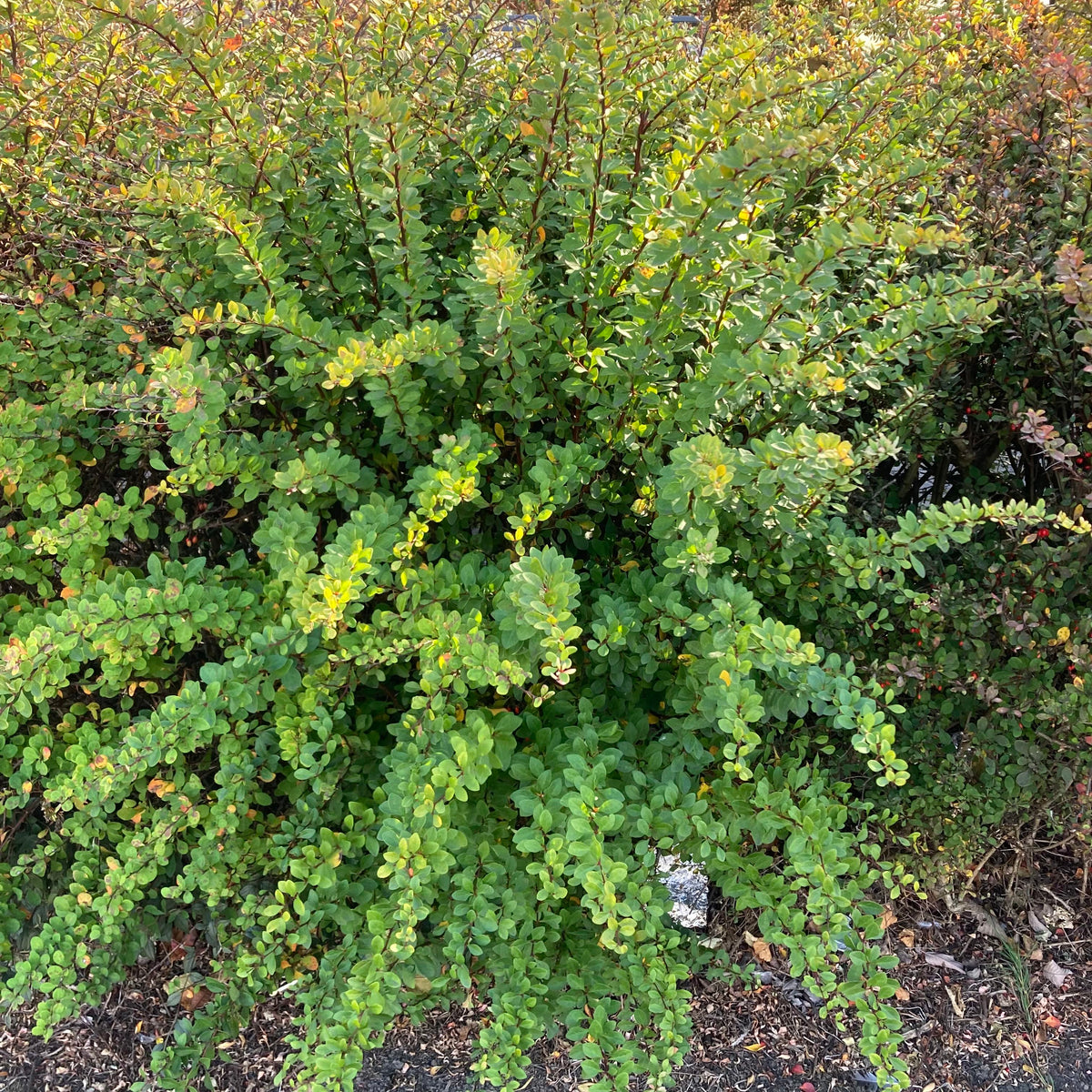 Green Berberis (berberis thunbergii)