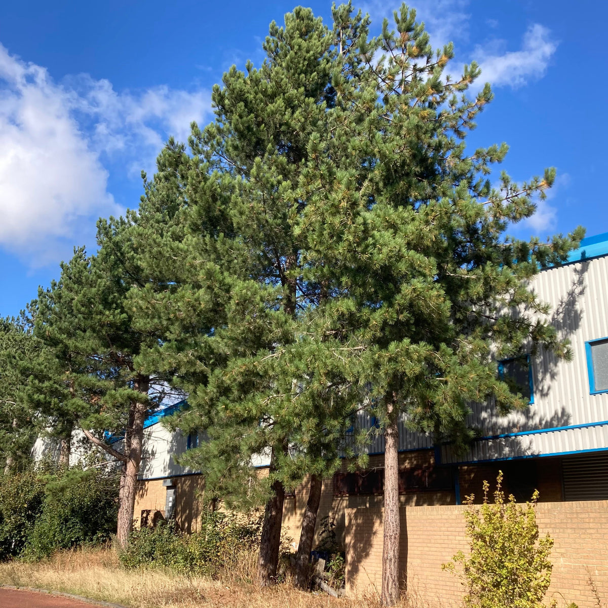 Austrian Pine (pinus nigra 'Nigra')
