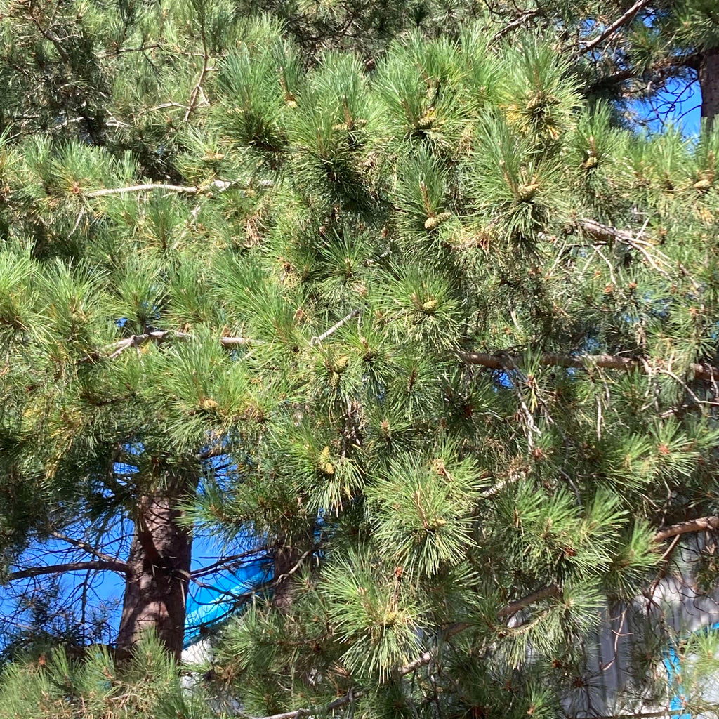 Austrian Pine (pinus nigra 'Nigra')