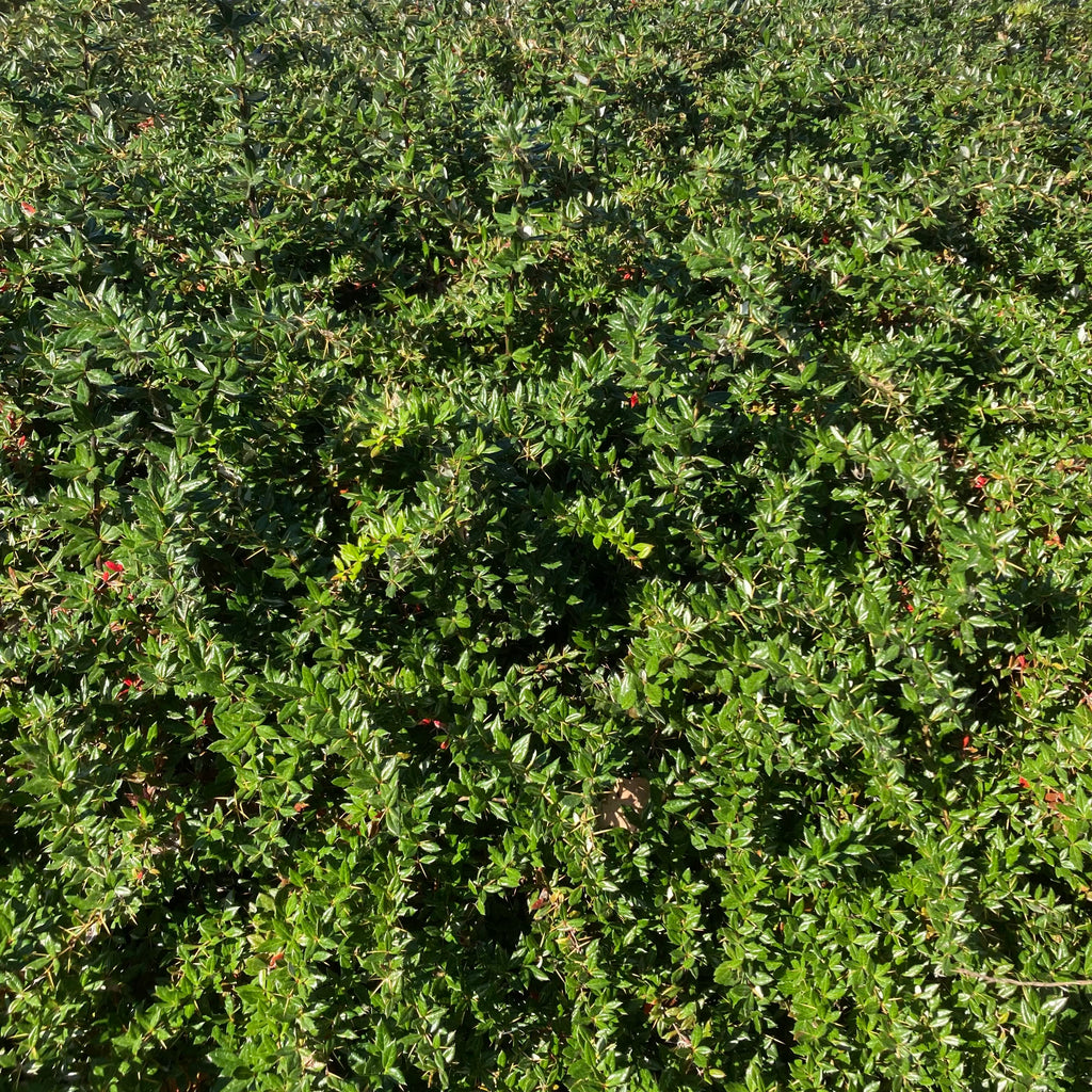Wintergreen Barberry (berberis julianae)