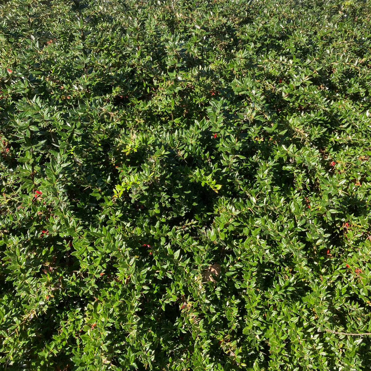 Wintergreen Barberry (berberis julianae)