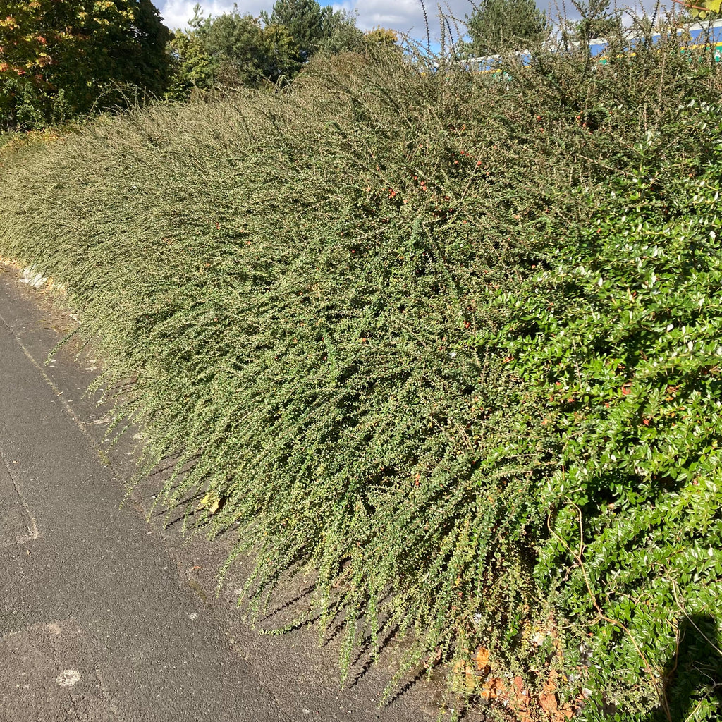 Himalayan Cotoneaster (cotoneaster simonsii)