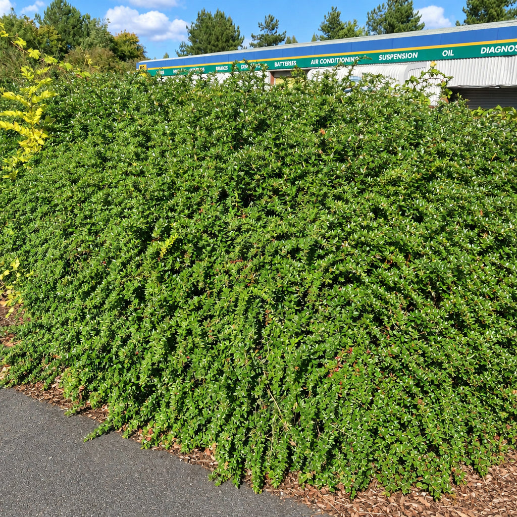 Wintergreen Barberry (berberis julianae)