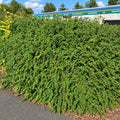 Wintergreen Barberry (berberis julianae)