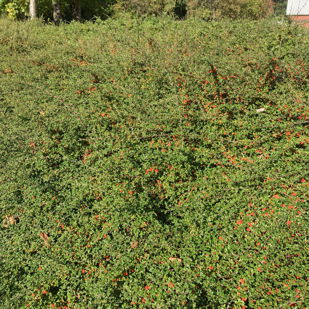 Diel's Cotoneaster (cotoneaster dielsianus)