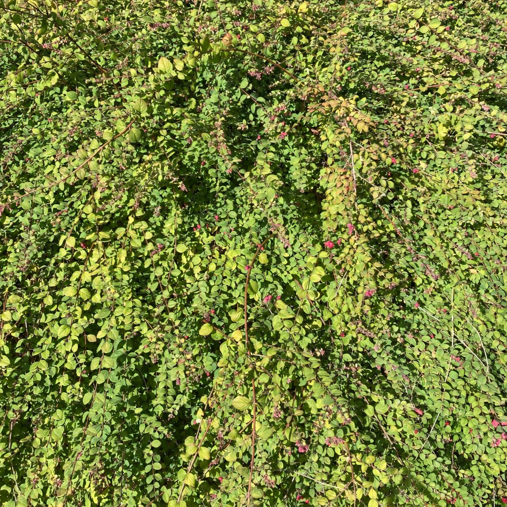 Chenault Coralberry (symphoricarpos x chenaultii 'Hancock')