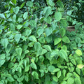 Common Mock Orange (philadelphus coronarius)