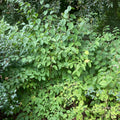 Mock Orange (philadelphus x virginalis)