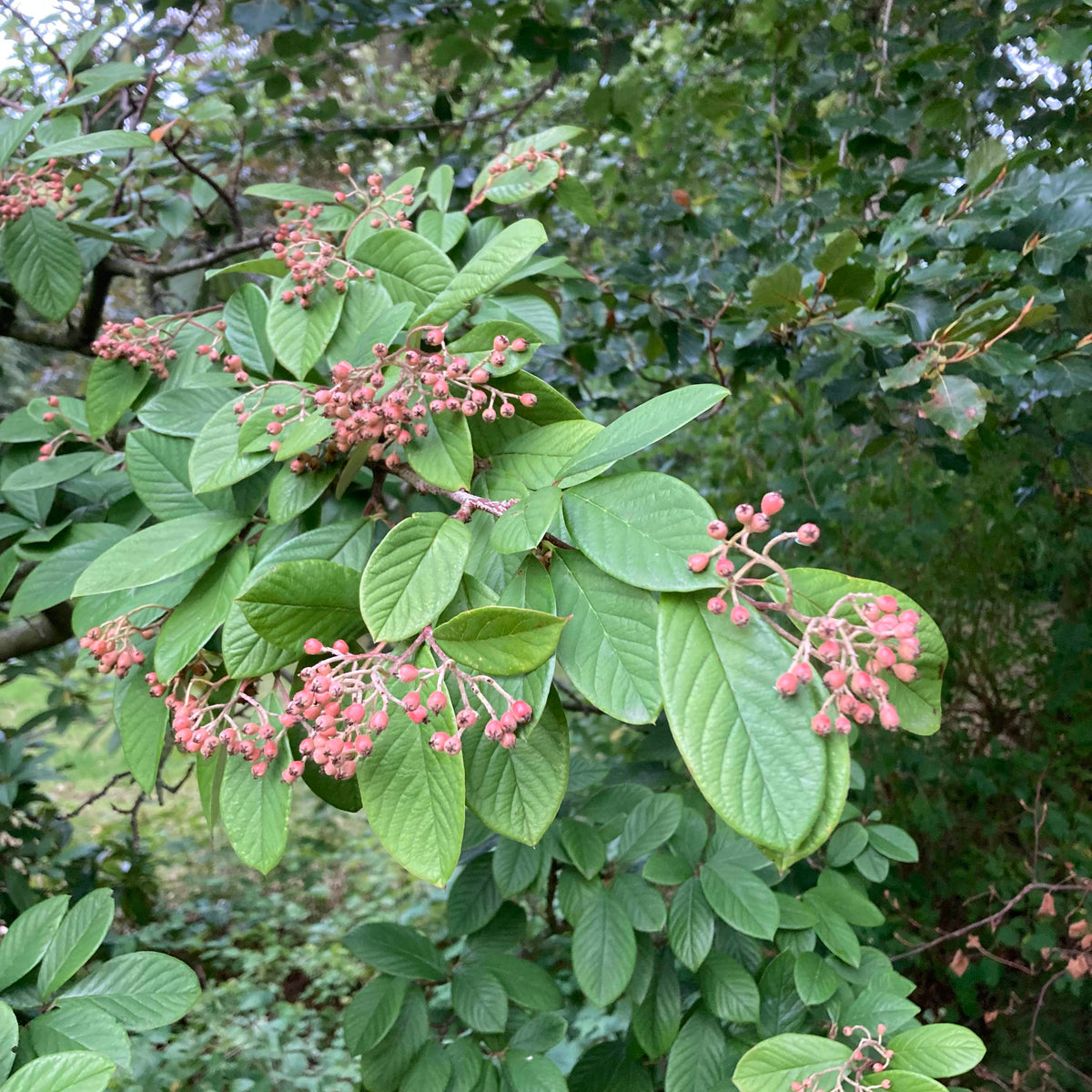 Hollyberry Cotoneaster (cotoneaster bullatus)
