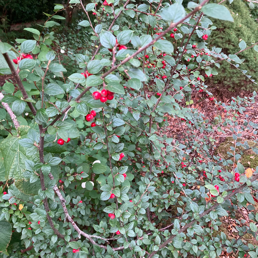 Franchet's Cotoneaster (cotoneaster franchetii)