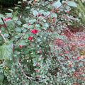 Franchet's Cotoneaster (cotoneaster franchetii)