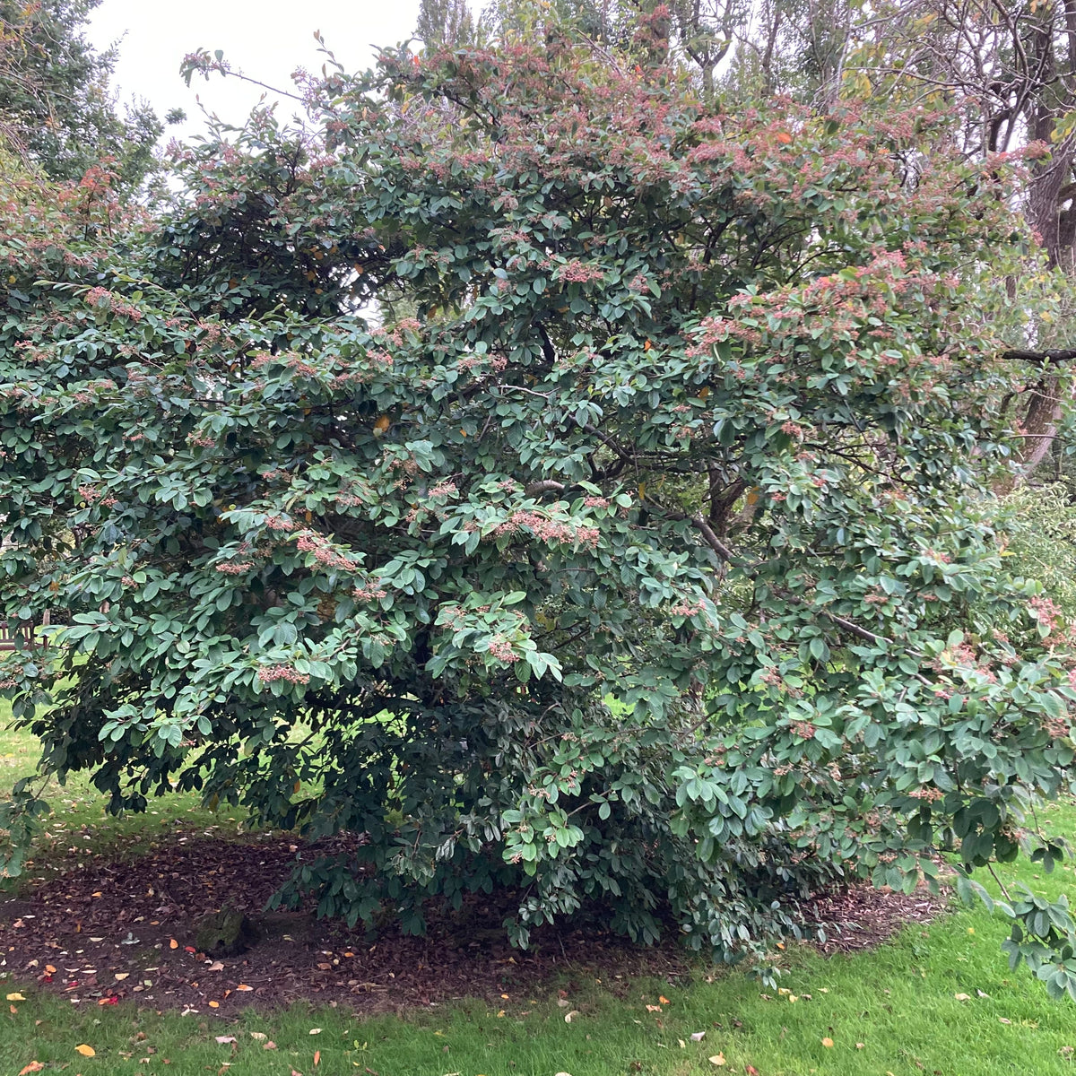 Hollyberry Cotoneaster (cotoneaster bullatus)