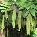 Wisteria (wisteria floribunda)