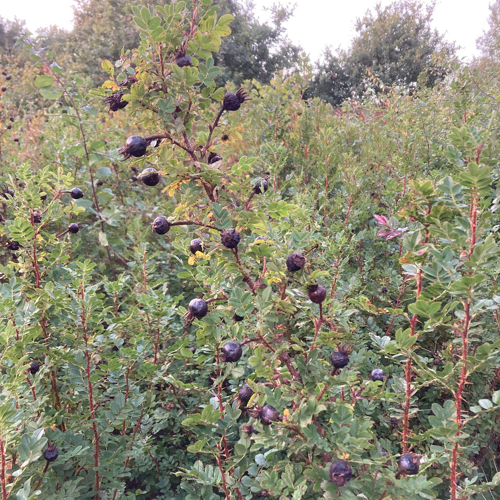 Burnet Rose (rosa pimpinellifolia / spinossissima)