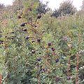 Burnet Rose (rosa pimpinellifolia / spinossissima)