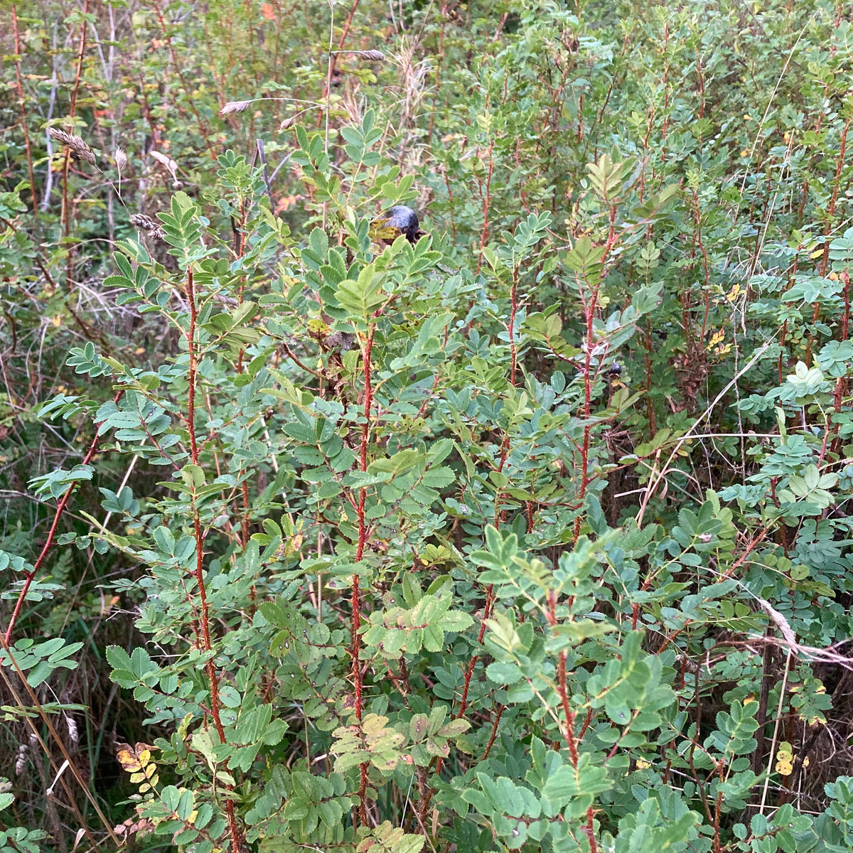 Burnet Rose (rosa pimpinellifolia / spinossissima)