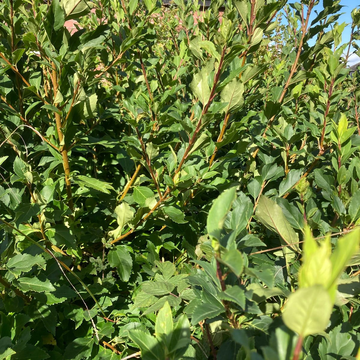 Forsythia 'Spectabilis' (forsythia x intermedia 'Spectabilis')