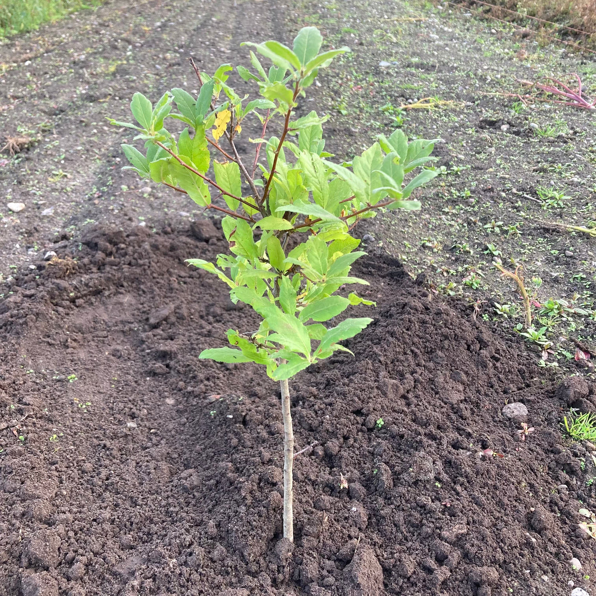 Common Medlar (mespilus germanica)