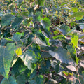 Paper Birch (betula papyrifera)
