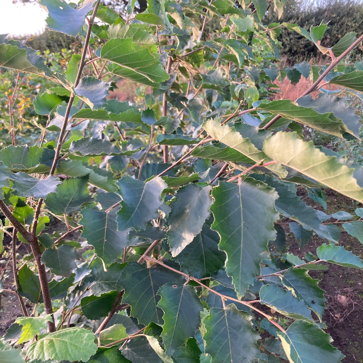 Paper Birch (betula papyrifera)
