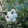 Snowberry (symphoricarpos albus)