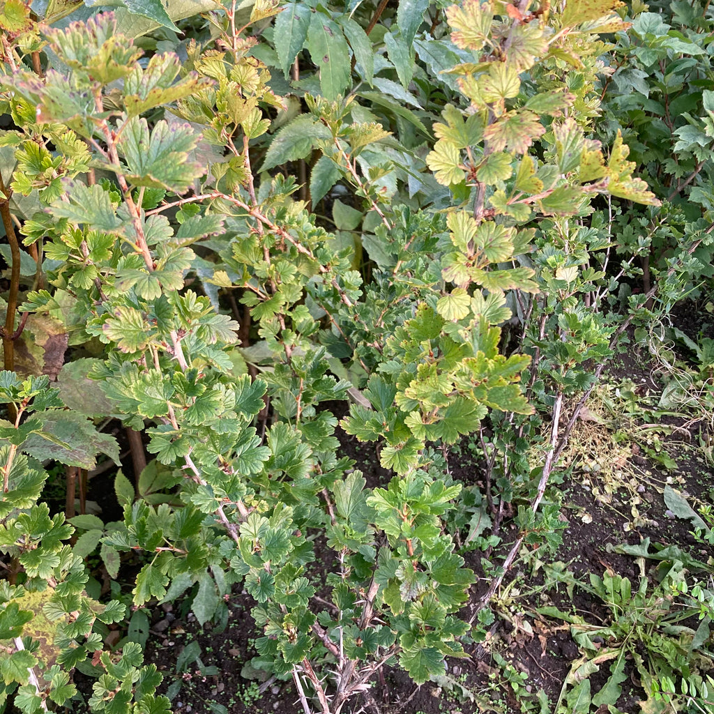 Wild Gooseberry (ribes uva-crispa)