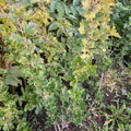 Wild Gooseberry (ribes uva-crispa)