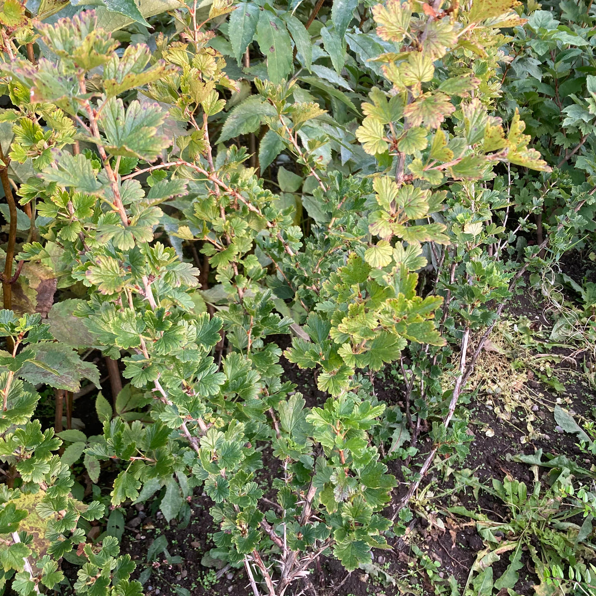 Wild Gooseberry (ribes uva-crispa)
