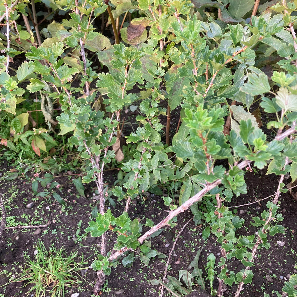 Wild Gooseberry (ribes uva-crispa)