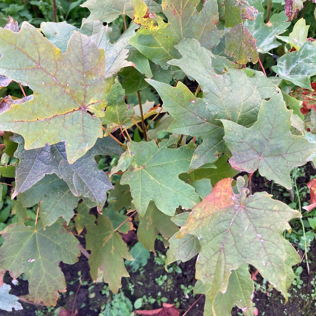 Sugar Maple (acer saccharum)