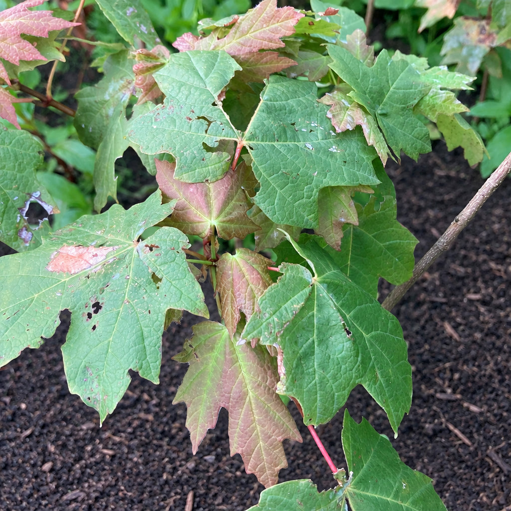 Sugar Maple (acer saccharum)