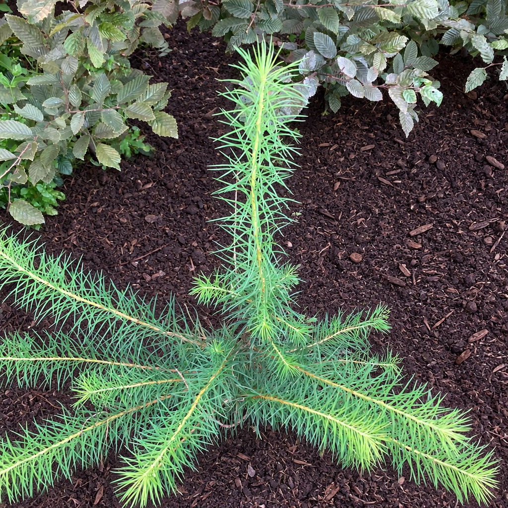 Japanese Larch (larix kaempferi)