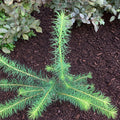 Japanese Larch (larix kaempferi)