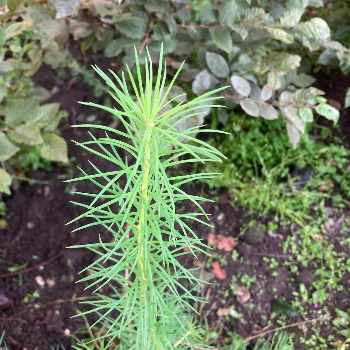 Japanese Larch (larix kaempferi)