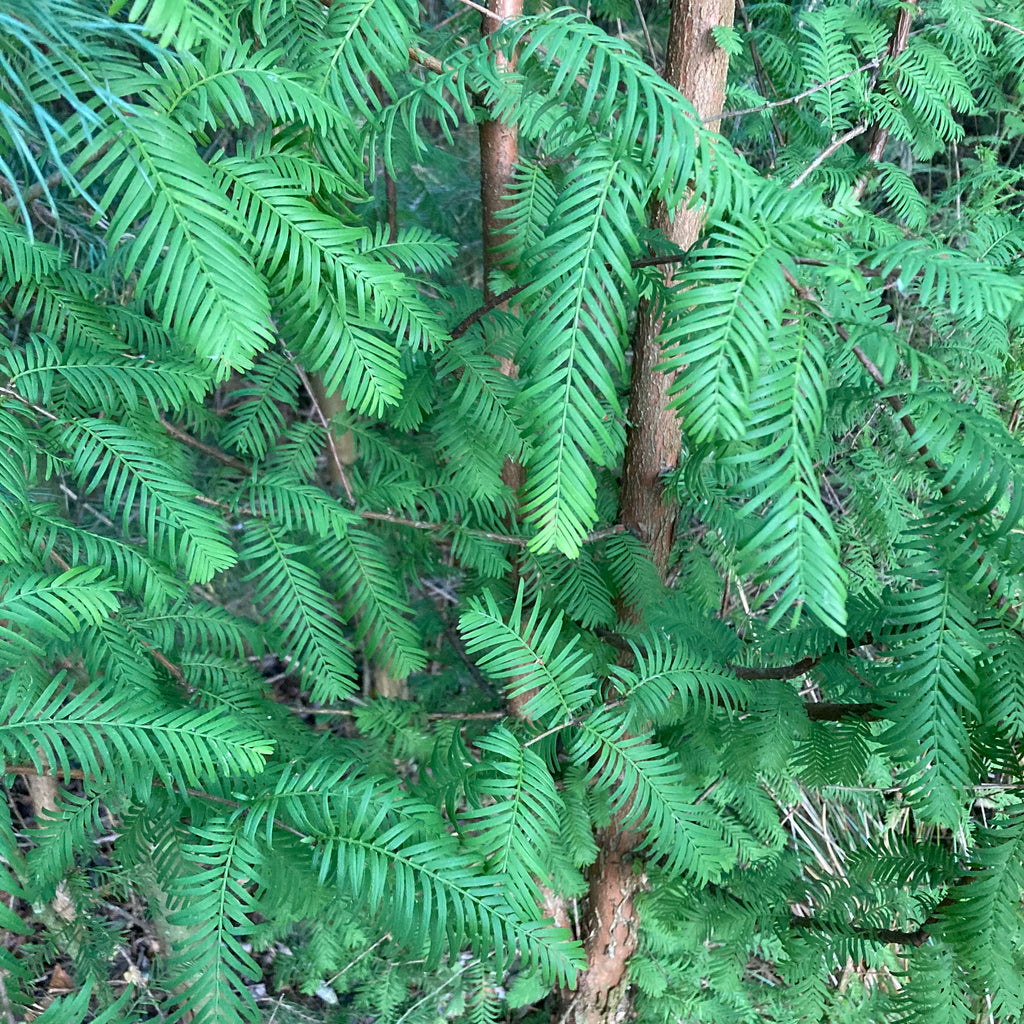 Swamp Cypress (taxodium distichum)