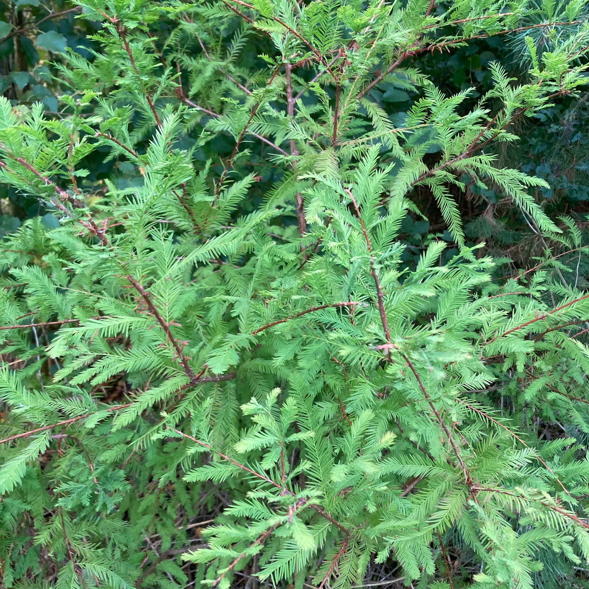 Swamp Cypress (taxodium distichum)