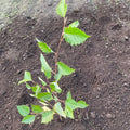 River Birch (betula nigra)