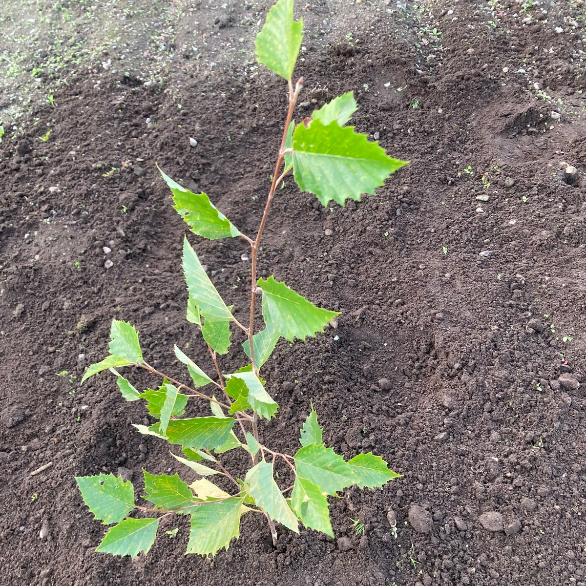 River Birch (betula nigra)