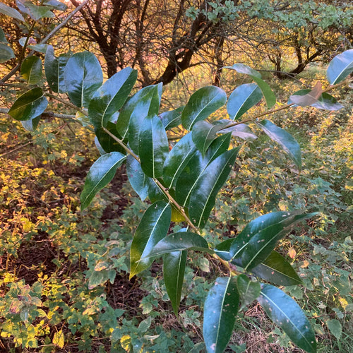 Bay Willow (salix pentandra)