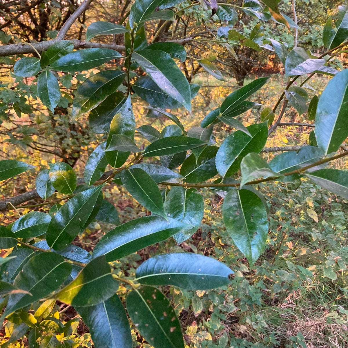 Bay Willow (salix pentandra)
